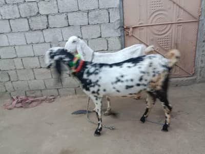 Two teyar bakrian for sale in Talagang