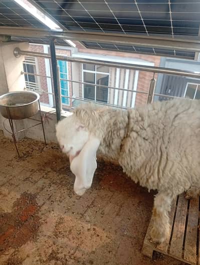 kajla family a one quality