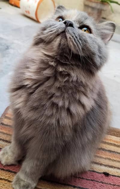 Persian triple coated female cat