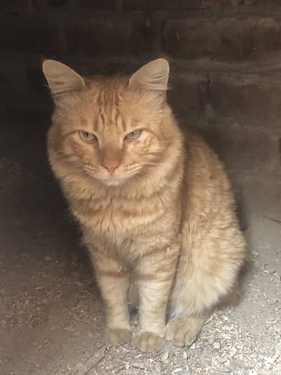 “Beautiful Persian Cat Male for Sale – Healthy & Active”