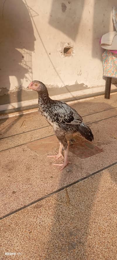 Shamoo cross chick patha for sale