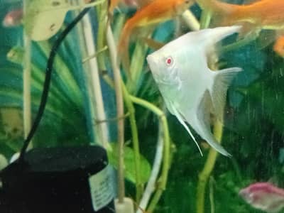 Glow Terra, shipping, Aquarium 12 mm and 8 mm (2 aquariums)