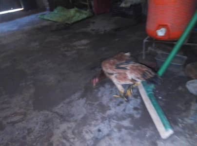 Sindhi aseel ha eggs da Rahi ha