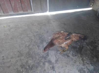 Sindhi aseel ha eggs da Rahi ha