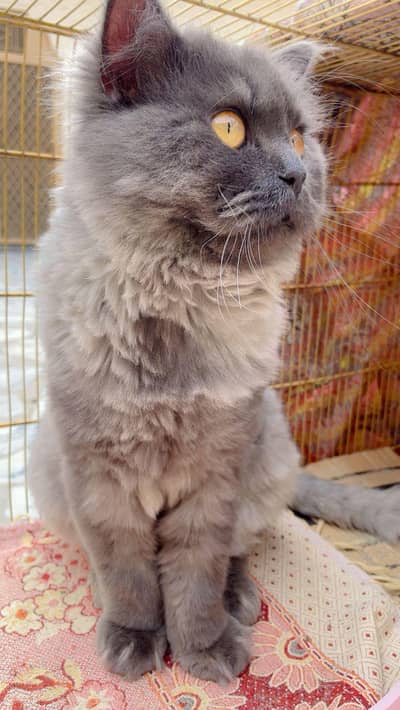 Top quality Persian with vaccination card