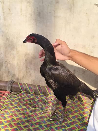 jousa line imported breed pathi