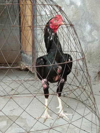 Aseel murga for sale