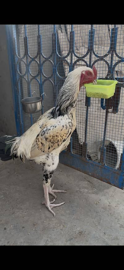 OH Shamo Chiks , Aseel Chiks , Bantam Chicks ,