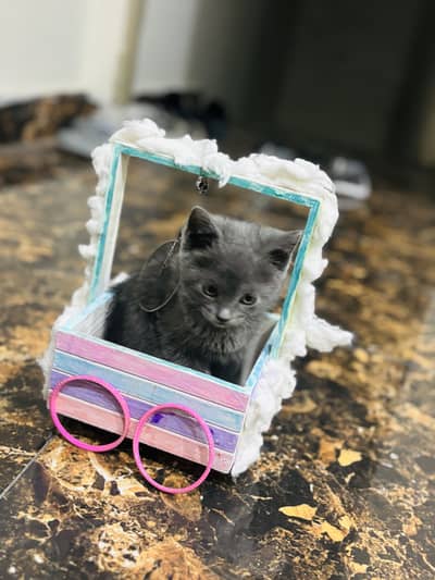 Russian blue cat with all accessories
