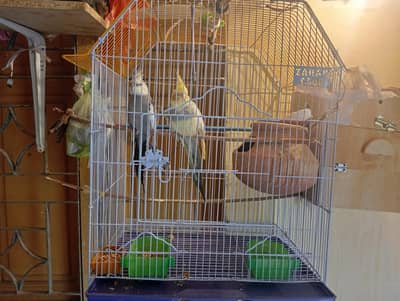 cocktail parrot breeding pair with cage excellent pair for breedings