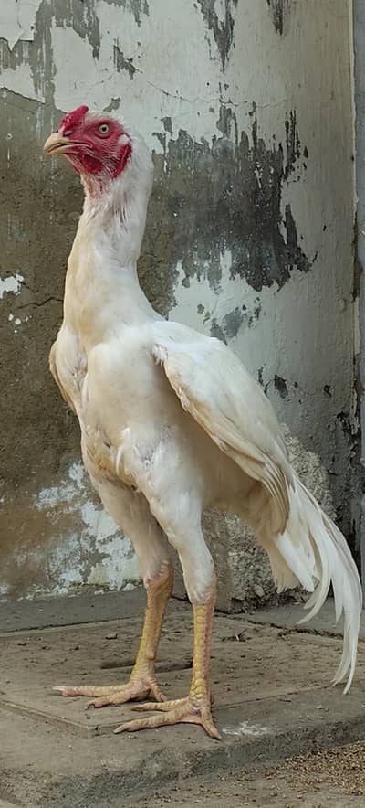 Quality Heera  long height Patha