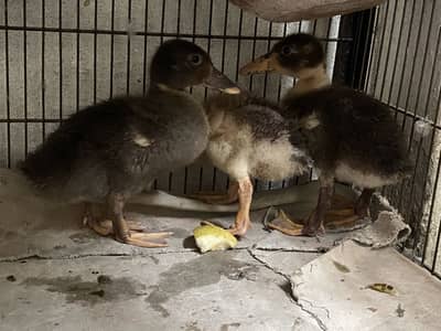 Duck chicks
