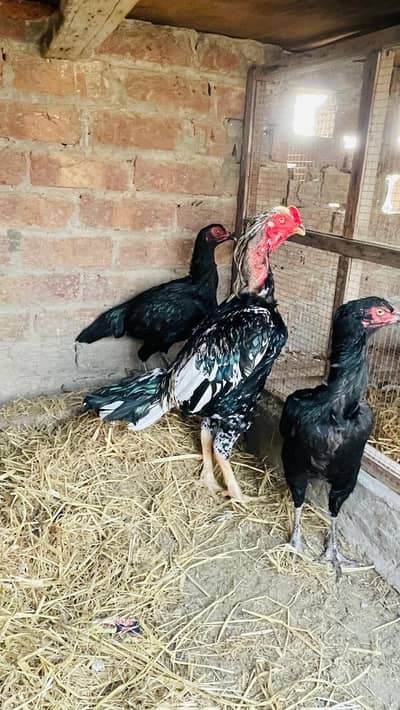 Shamu cross male and 2 thai cross female set . .