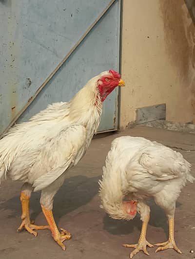 Pure white shamo Pair