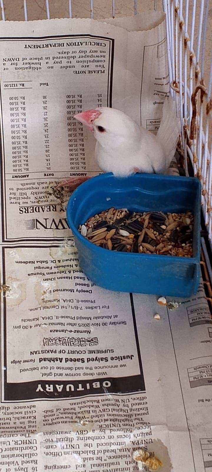 WHITE JAVA PAIR WITH CAGE 0