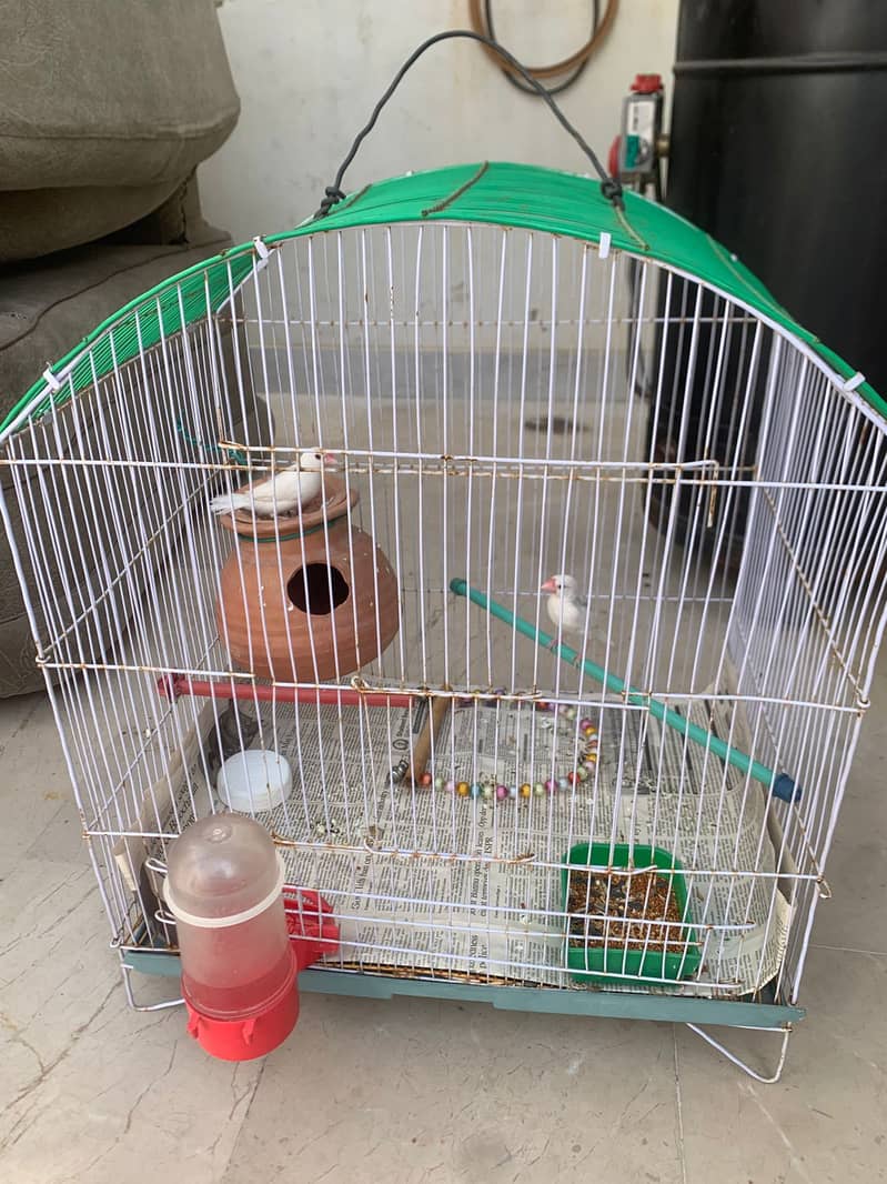 WHITE JAVA PAIR WITH CAGE 1