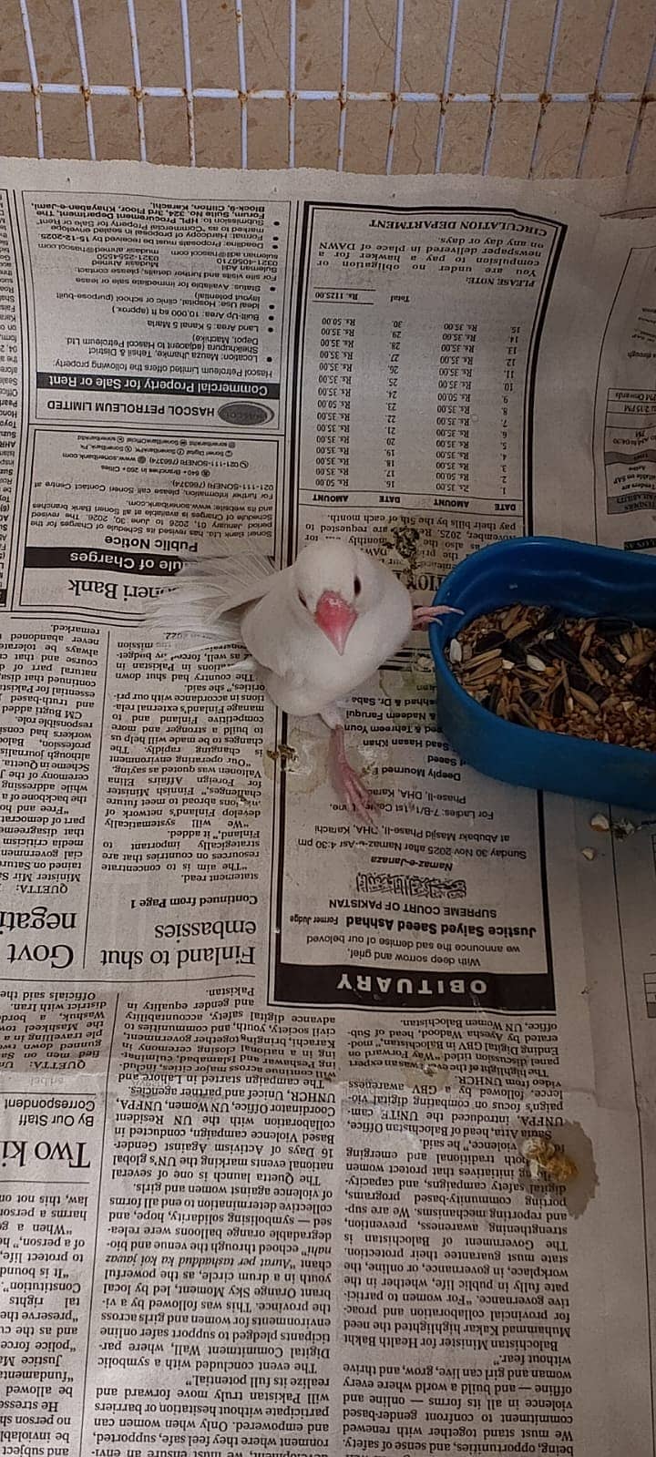 WHITE JAVA PAIR WITH CAGE 4