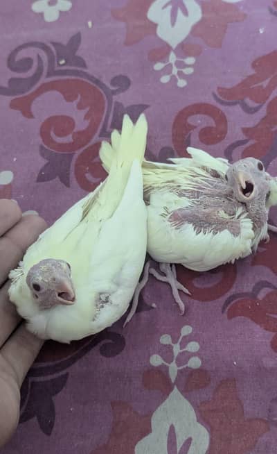 cream pearlcocktail chicks for handtame purpose