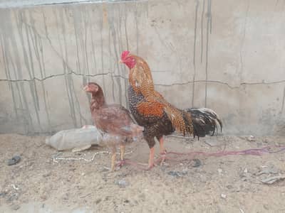 aseel murgi aur murga