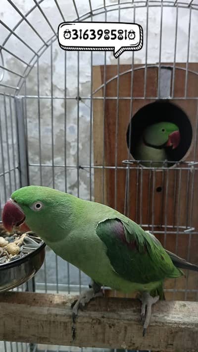 Kashmiri Breeder Pair Setup