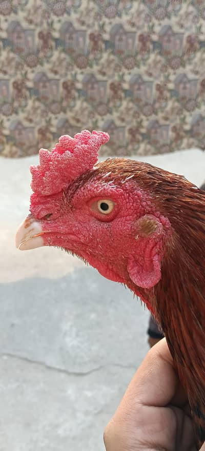 The Thai Adeel Murga