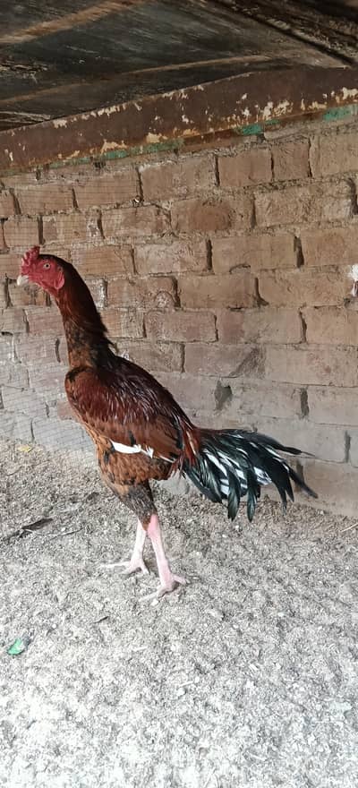 The Thai Adeel Murga