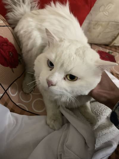 Persian odd eyes male white