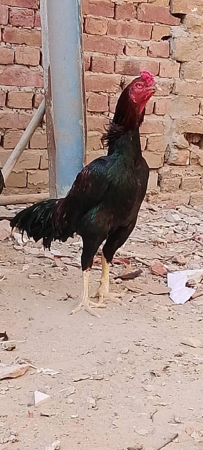 Aseel Murga Shamo Crass