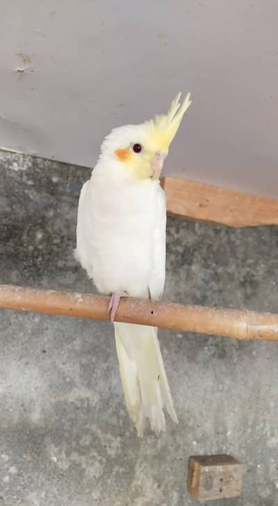 Cocktail Common white red eye for sale full feather good size