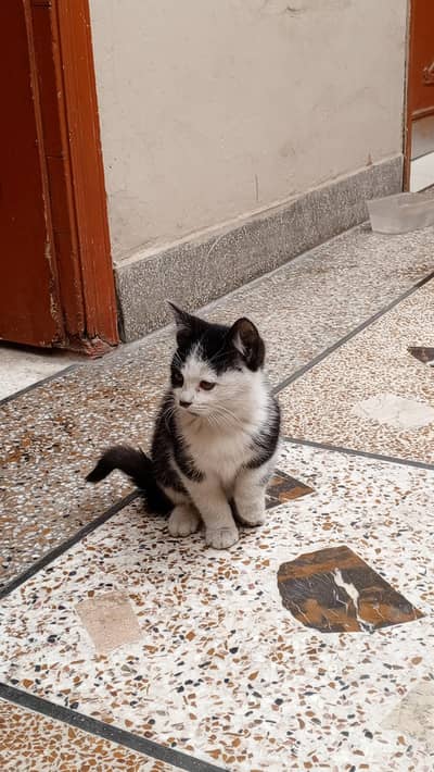 black and white Persian cat