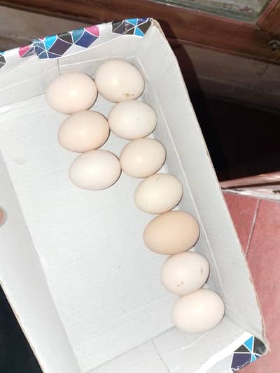 White Aseel Heera eggs available for sale
