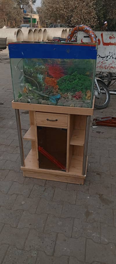 fish aquarium