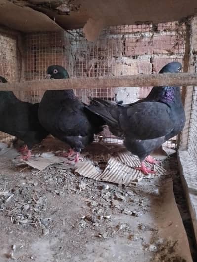 king pigeon  for sale