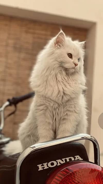 Stunning Pure White Russian Cat -- Healthy and Playful