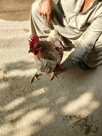 vaccinated pure mishri