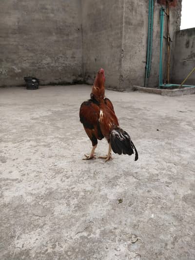 Aseel Murga for sale