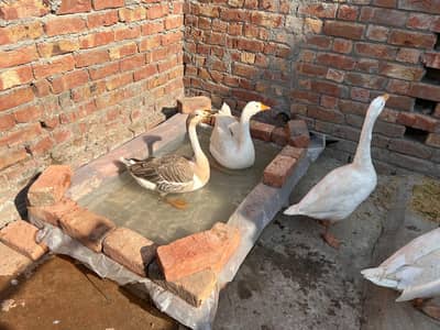 Long Neck Ducks For Sale