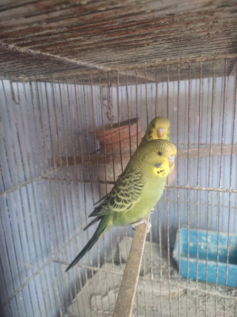 Budgies Undersize 0