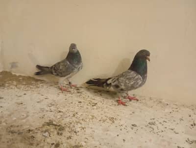 Old Blad Line Missa Pair . . . . Mian Nazir Wala Golden . . .