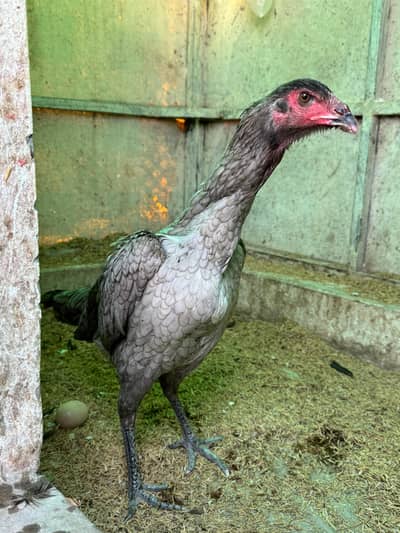 Blue thai females | Thai pakoye | Aseel | Aseel thai | Aseel chicks