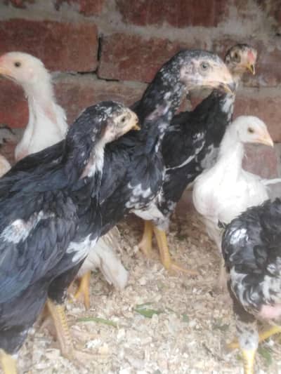 shamoo chicks for sale