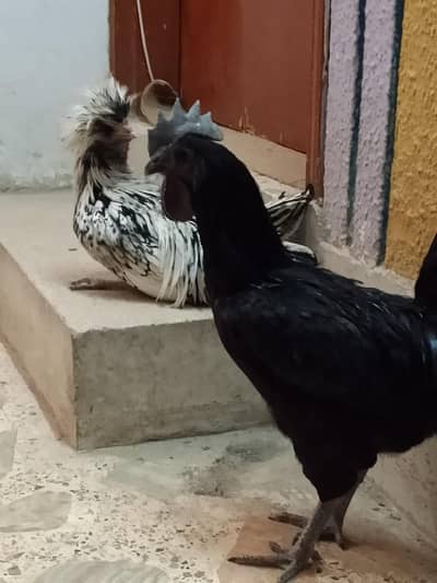 ayam cemani male