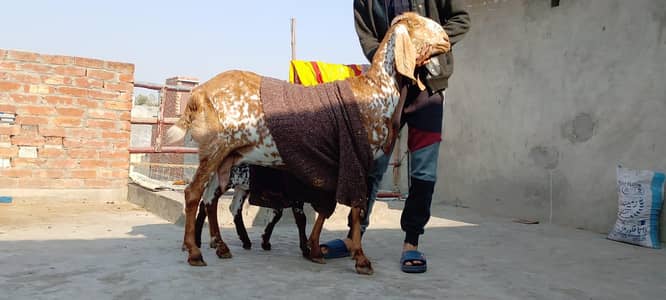 Pure makhi chini bakri