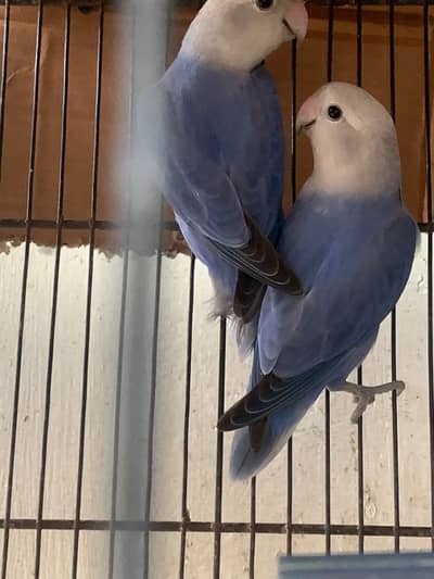 Loverbirds for Sale
