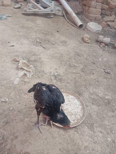 Thai cross chick male