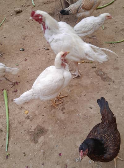Organic Aseel Chicken for sale