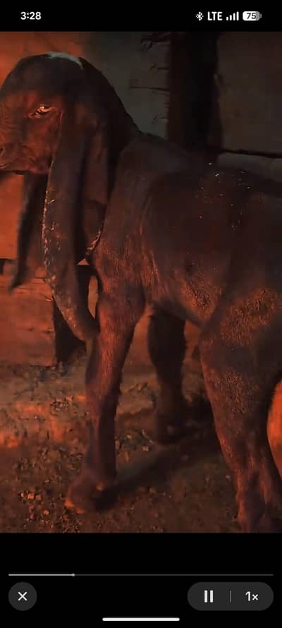 Nagra beetal top bloodline male