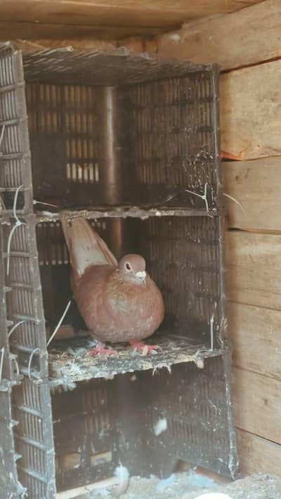 sherazi pegion for sale urgent