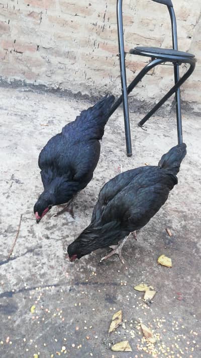 Desi, Aseel, Ayam cemani pair
