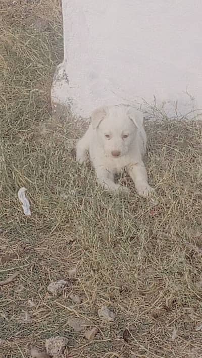Pair of 2-russian puppies (male)